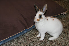 Quigley, Quigster, Little Shit