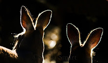 Eastern grey kangaroos