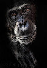 Portrait of a chimpanzee