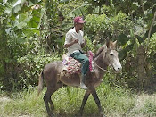 CAMPESINO DOMINICANO