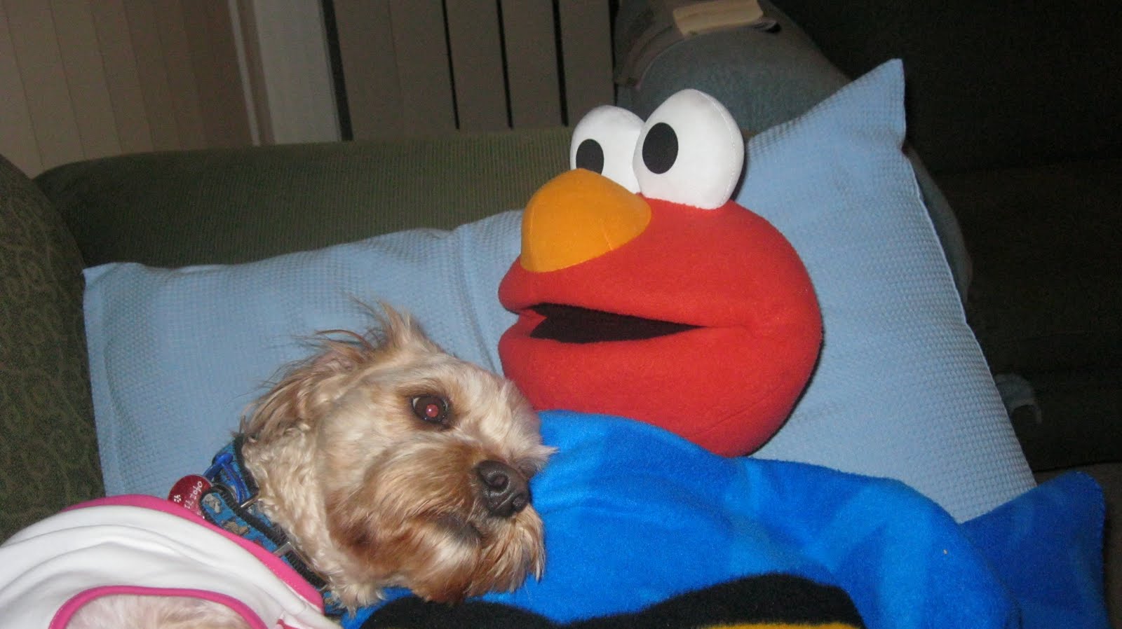 Elmo's World Trip!: Elmo is relaxing at home