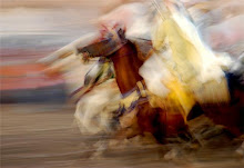 Fantasía o Furúsiyya marroquí con caballos purasangre árabes y bereberes.