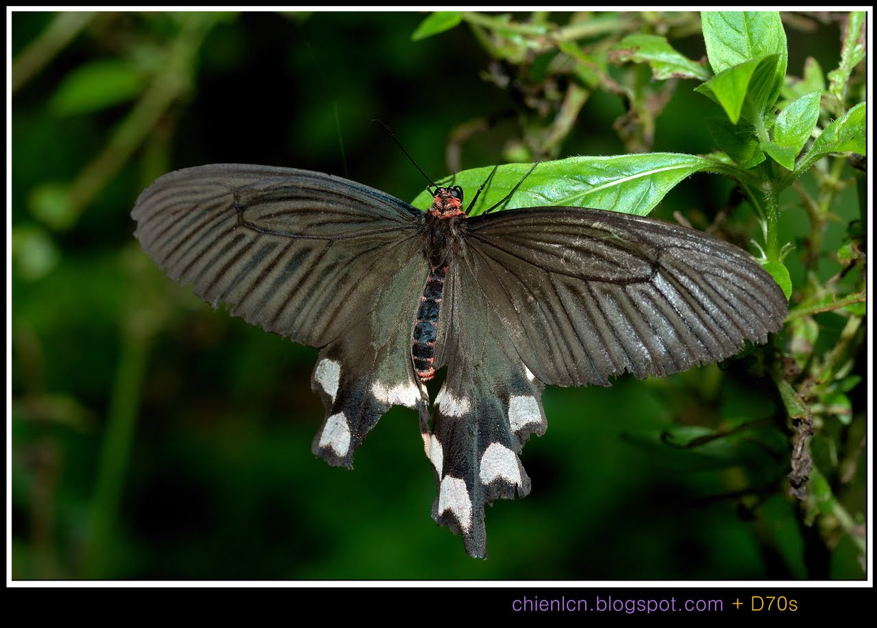 蝶の種類 - 女王アレクサンドラ蝶 (Ornithoptera alexandrae)