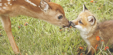 [deer+fox.png]