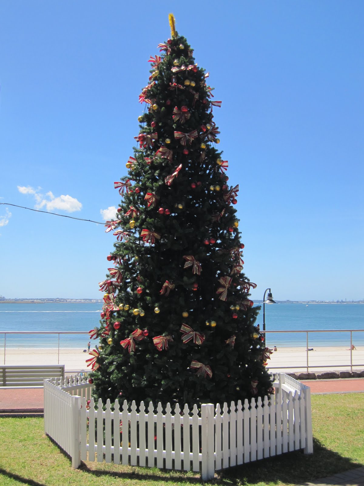 Sydney City and Suburbs BrightonLeSands, Christmas Tree