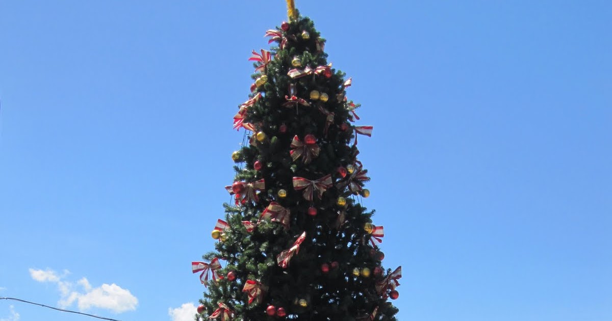 Sydney City and Suburbs BrightonLeSands, Christmas Tree