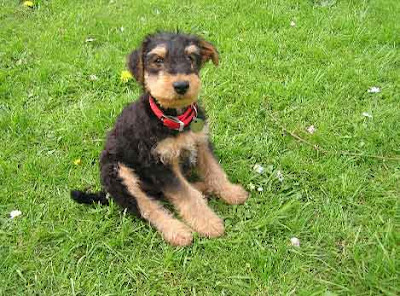Airedale Terrier:Pictures of Dogs and All About Dog
