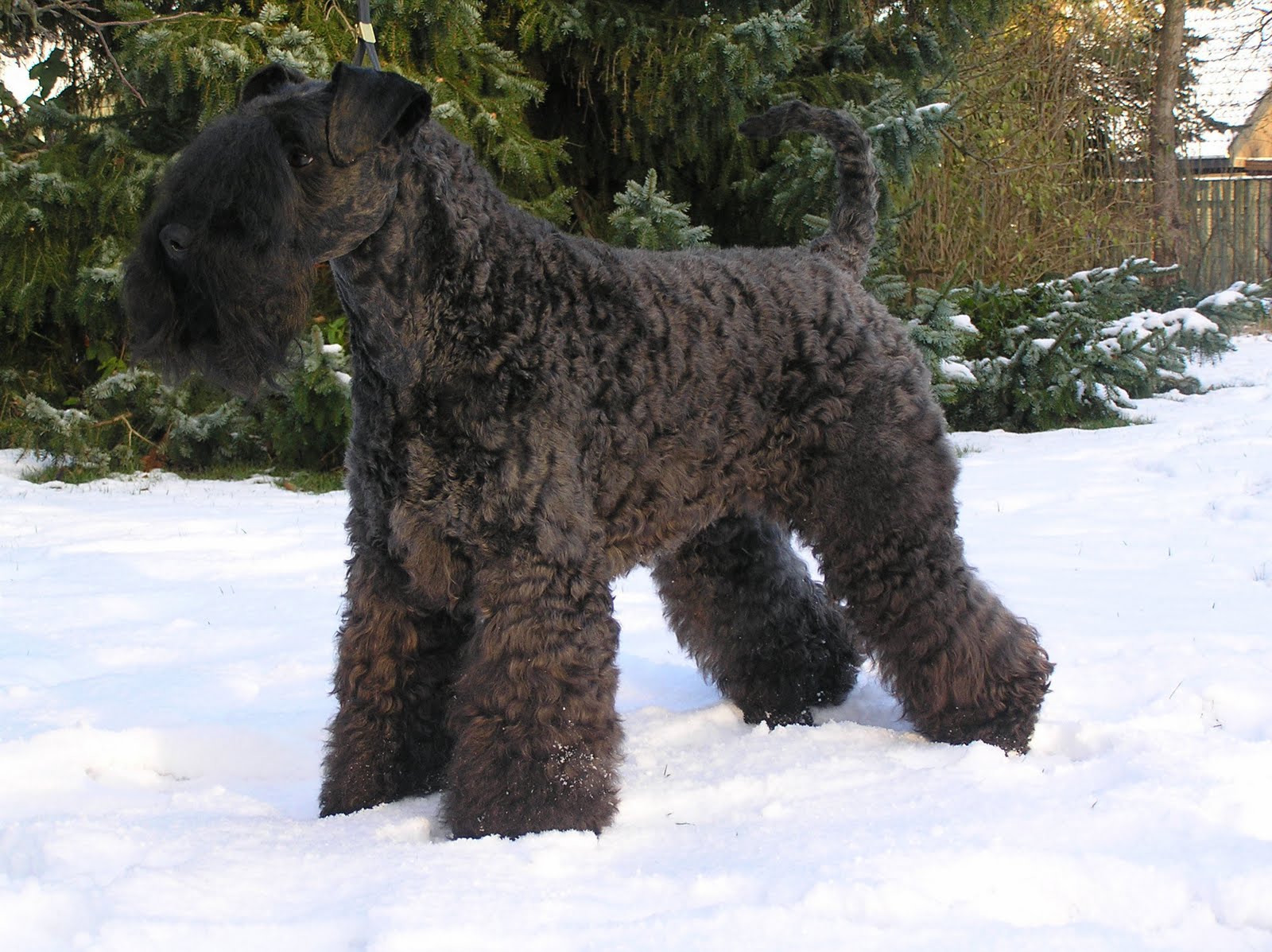 https://1.bp.blogspot.com/_YGZsB8JQLfQ/S9PfUi4hmXI/AAAAAAAABC0/5GBSqHNbVoE/s1600/kerry+blue+terrier+Dog.jpg