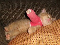 Cat In Cast