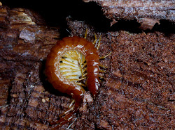 centipede 2009 eggs december blackoaknaturalist
