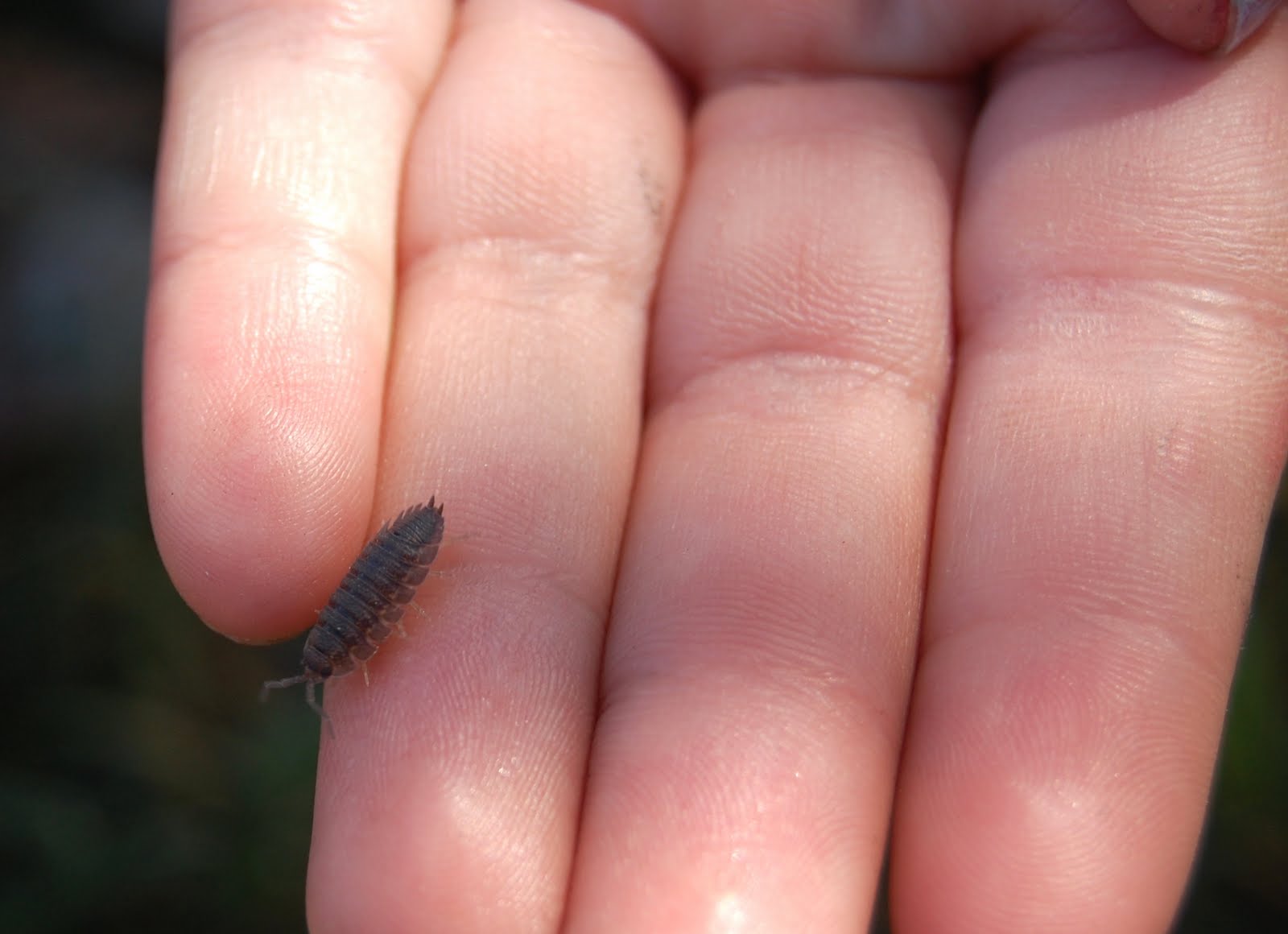 blackoaknaturalist: For the Kids