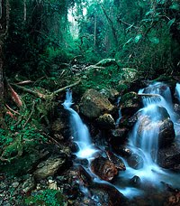 [rainforest.jpg]
