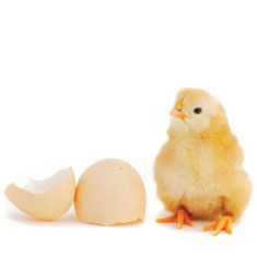 [chicks.jpg]