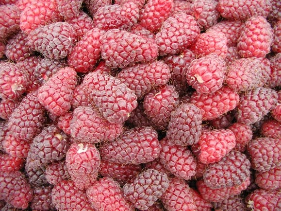 loganberries_ayers_creek.jpg