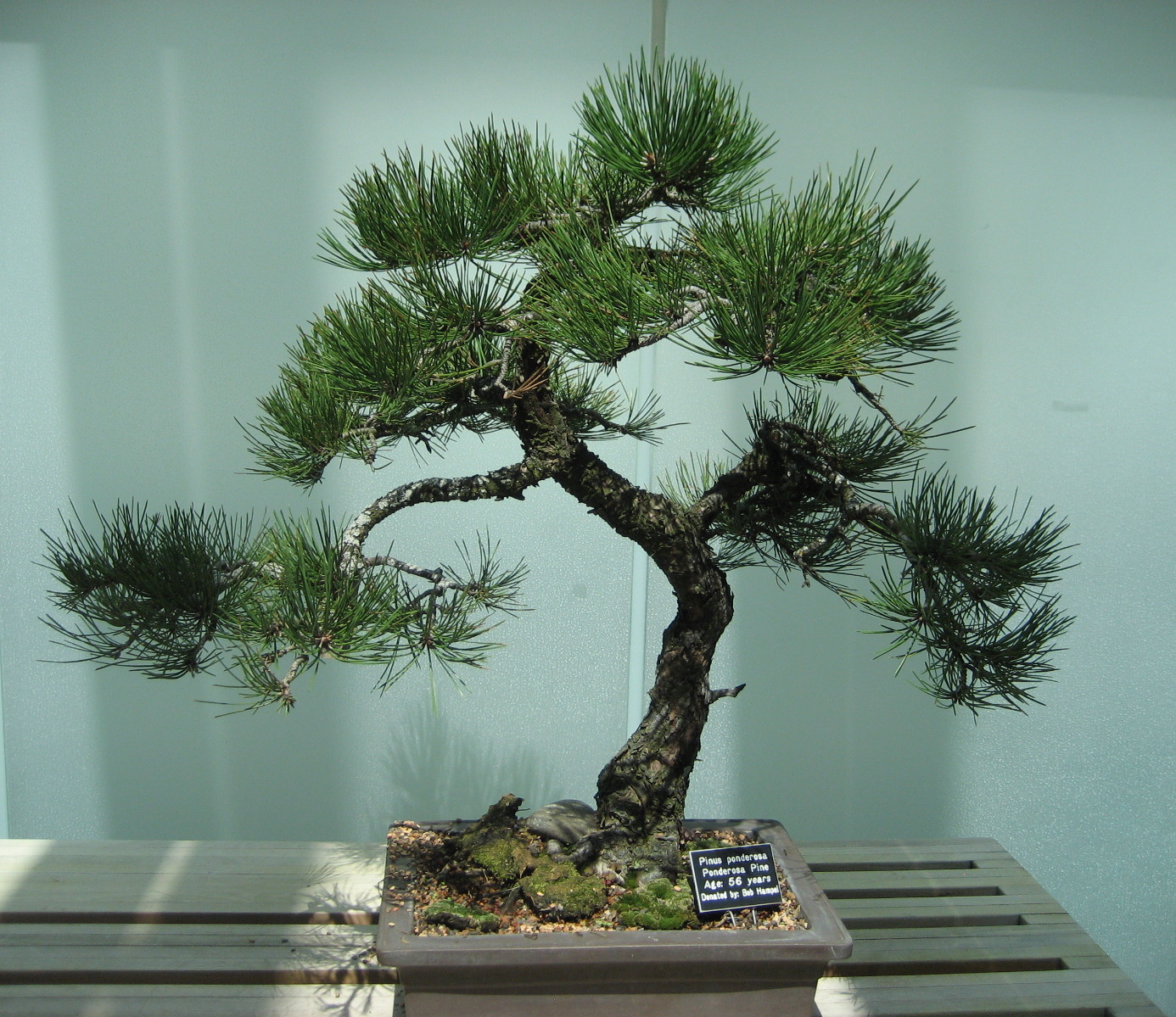 My Simple Little Pleasures Como Bonsai Trees