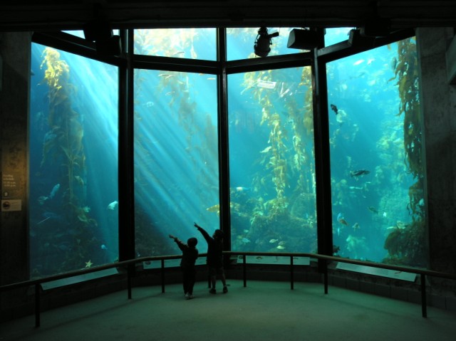 Things I finished: Monterey Bay Aquarium