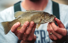 Small Mouth Bass