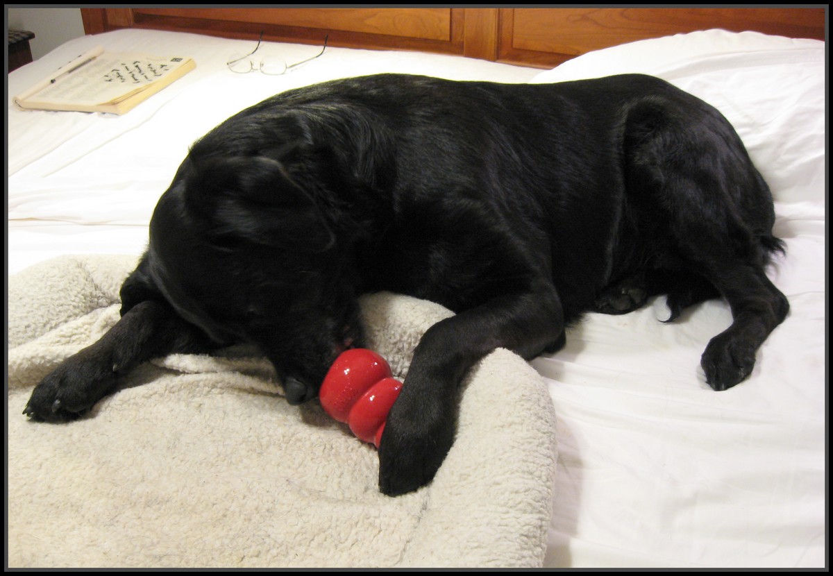 Doggie Chef Frozen Peanut Butter In A Kong Toy