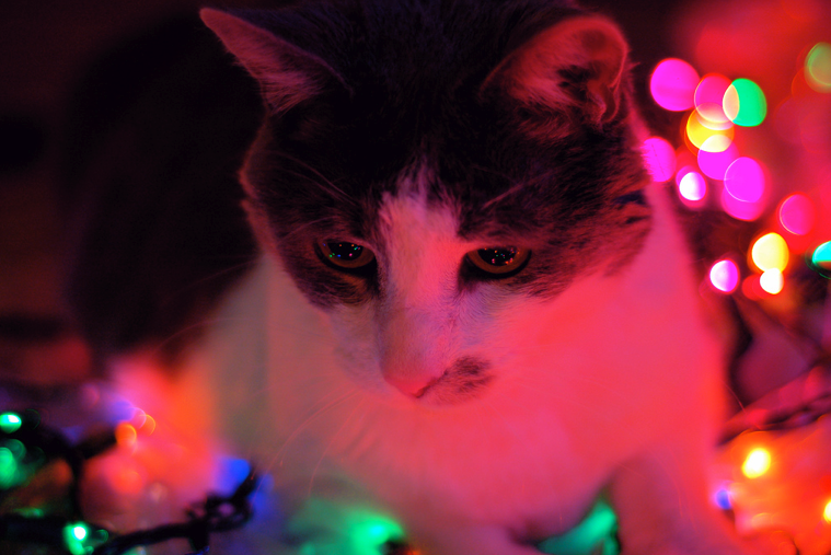 Catsparella: 20 Cats Basking in the Glow of Christmas Lights