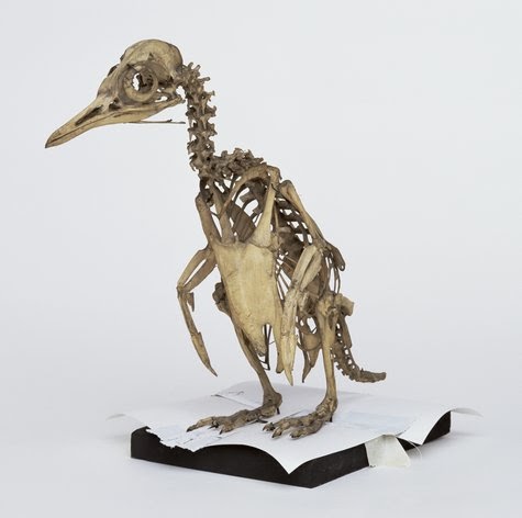 Скелет пингвина картинки