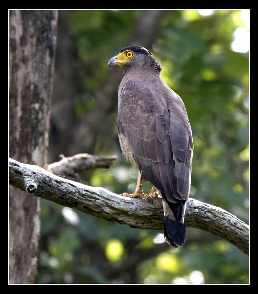 ಛಾಯಾಕನ್ನಡಿ: ಈಗಚಿರತೆ ಬಂದುಬಿಟ್ಟರೆ ನಮ್ಮ ಗತಿ!-ನಾಗರಹೊಳೆ ಪ್ರವಾಸ -೨