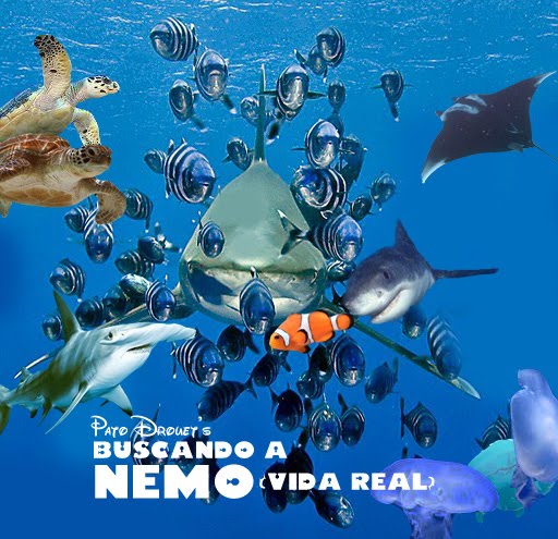 Www LocoDrouet BlogSpot Finding Nemo Real Life www-locodrouet-blogspot-finding-nemo-real-life