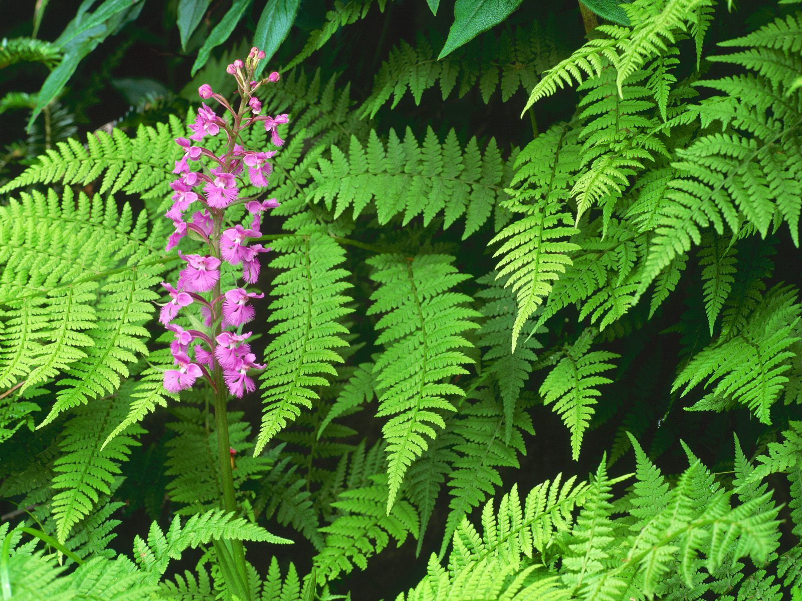 Free Nature Gallery August 2010