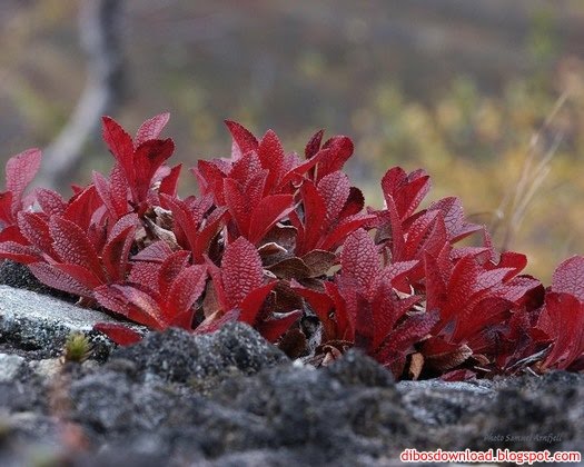 red leaved plants