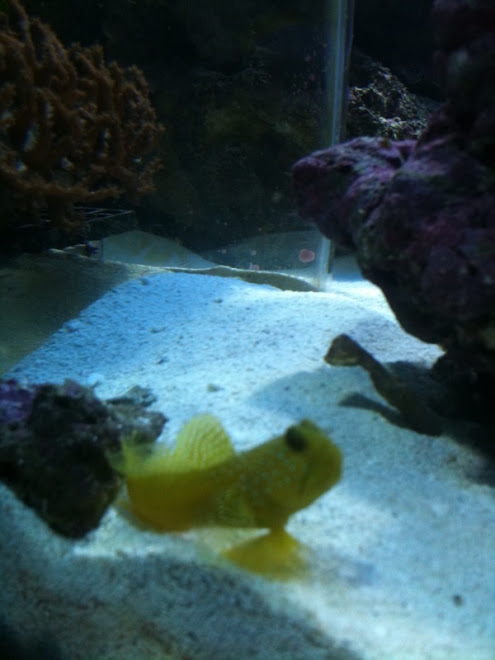 cryptocentrus cinctus