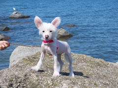 Sooo, what do I know about Dogs?