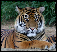 Save the Tiger !