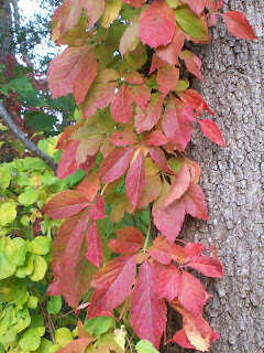 Photo by SnaggleTooth Oct 2008