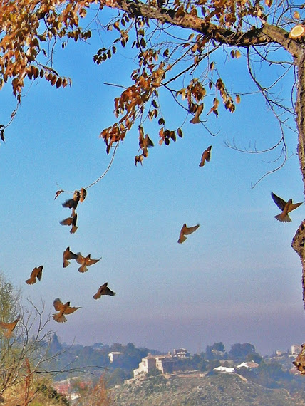 PAJAROS Y ERMITA DE LA VIRGEN DE LA CABEZA