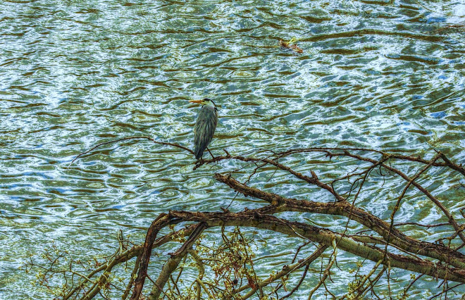 AVES QUE VIVEN EN EL RIO TAJO