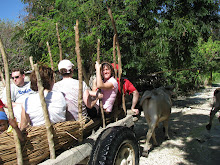 Haitian Ox Cart Ride for Jen