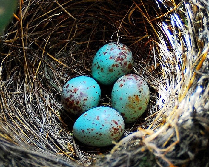 Какого цвета яйца птиц. Отряд Воробьинообразные яйца. Яйца скворца. Птичьи яйца. Голубые птичьи яйца.