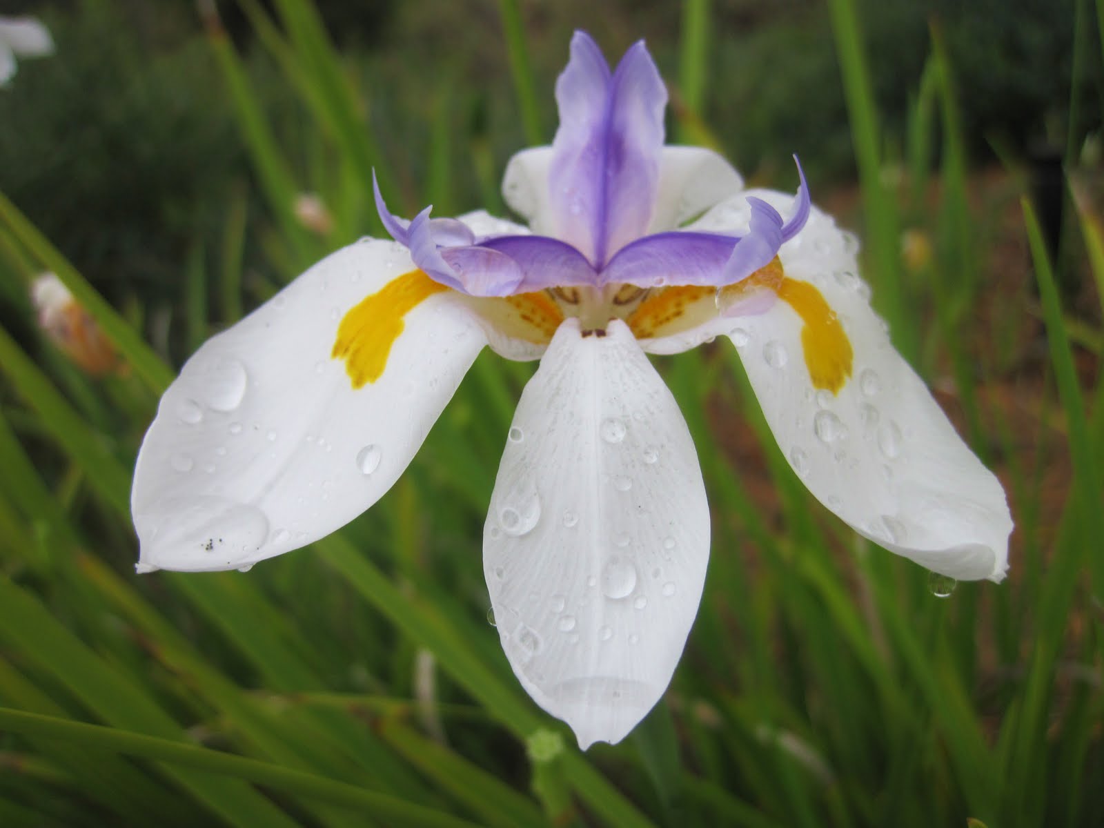 Expensive Wedding Dresses FARMGIRL FLOWERS39; SEASONAL ARRANGEMENT