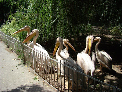 Пеликани във Варна