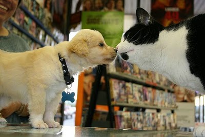 [pies_z_kotem_53.jpg]