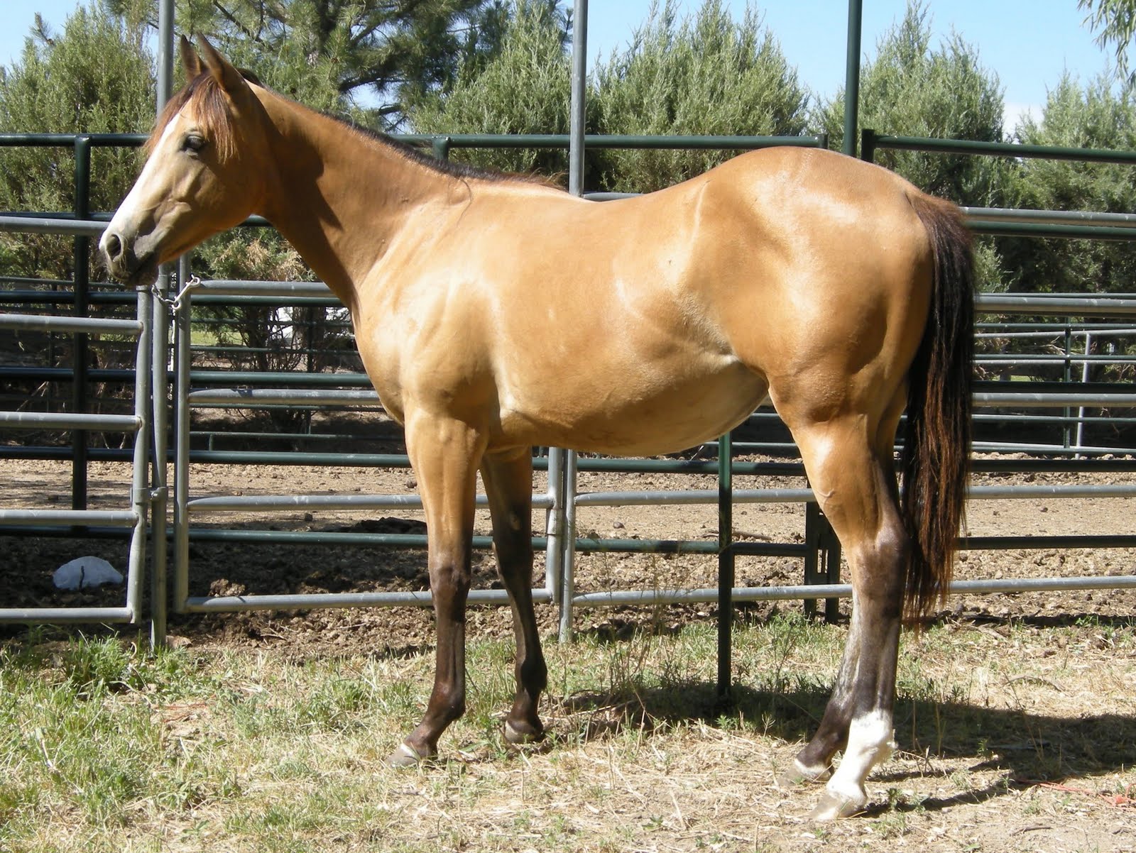 Roan River Ranch Quarter Horses 09 Reining Bred Buckskin FillySold