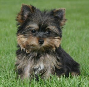 Cutest Breed Ever!