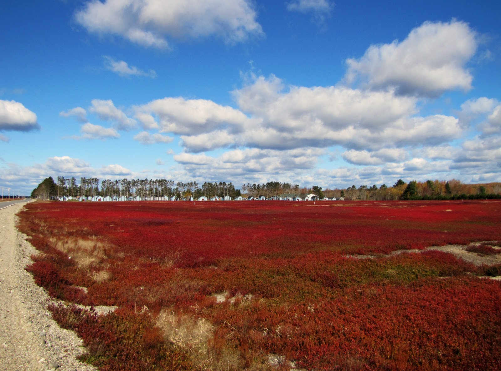 FEARLESS NESTING Blueberry Barrens of Deblois Maine
