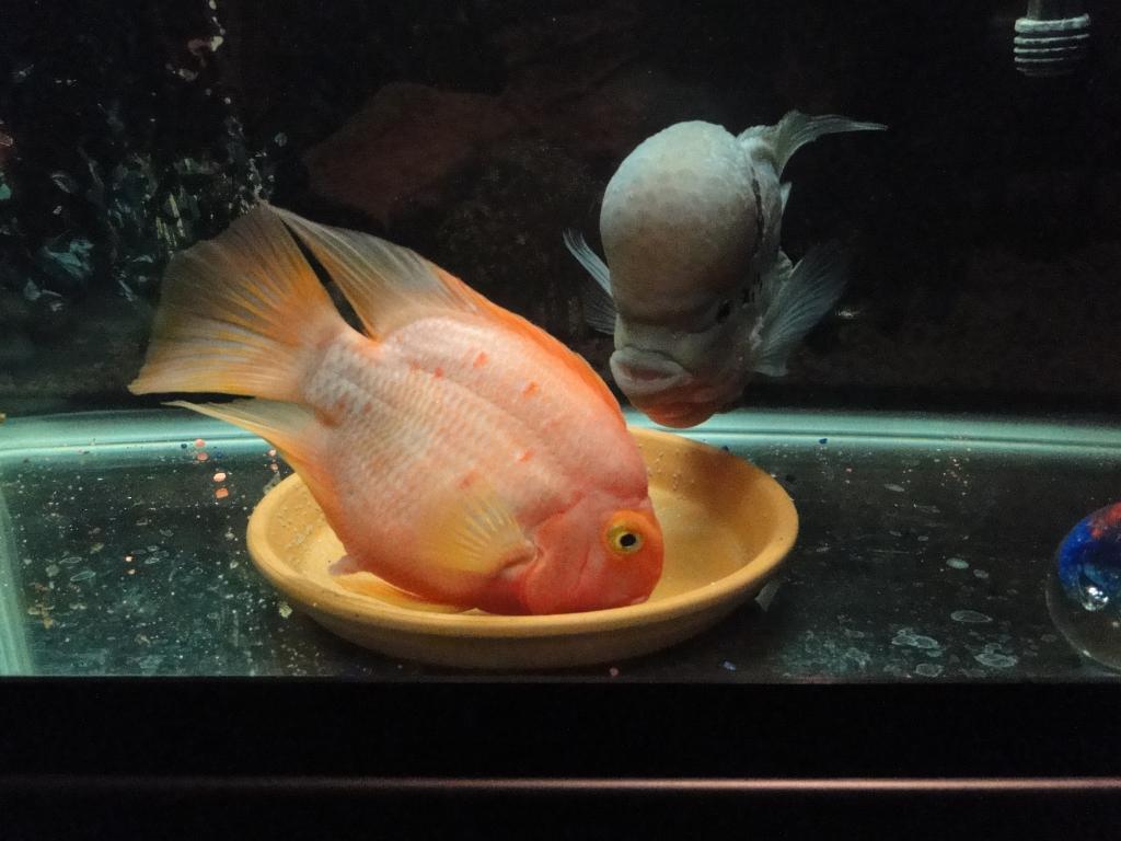 Flowerhorn Fish Craze Masters' Secrets To Caring For Kamfa/Jin Hua Flowerhorn