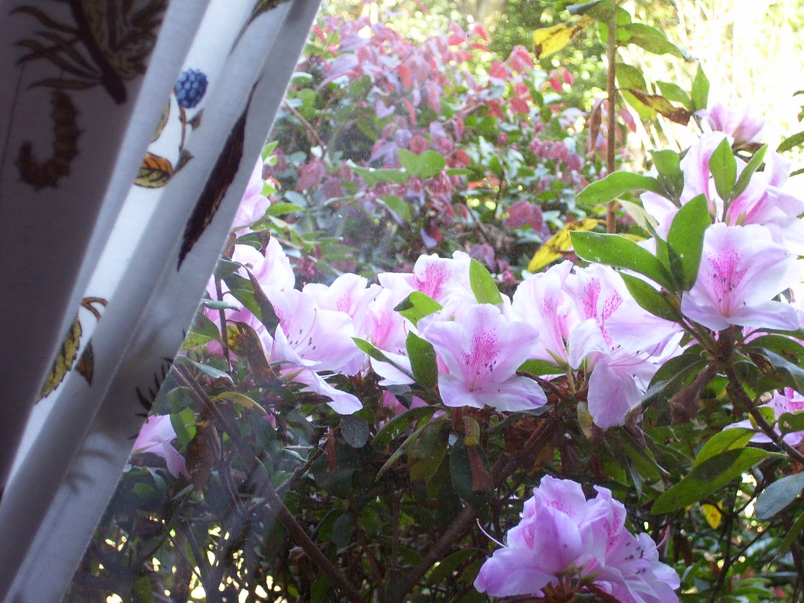 Angie S Garden Diaries