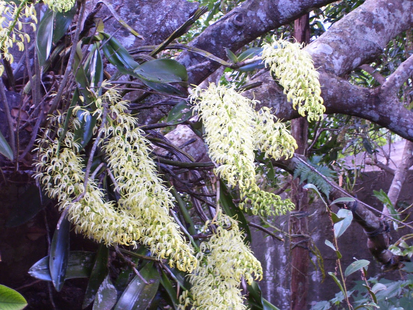 Montvillegarden 2010
