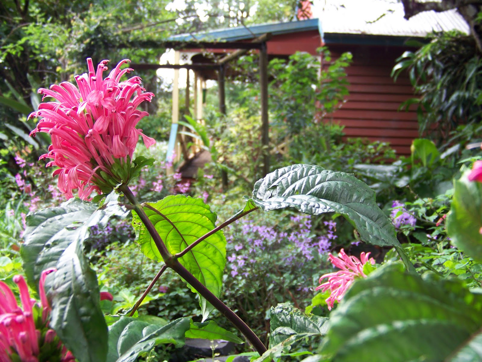Abriachan Nurseries The Garden On Loch Ness Autumn Shrub Sale 2016