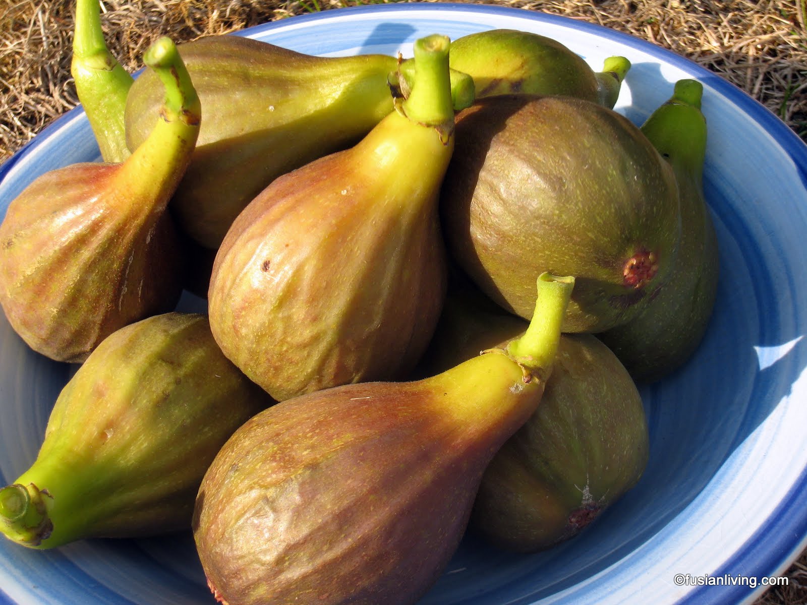 Our Delightful Fig Harvest | Grow Your Own Veg Blog. Gardening and Food ...