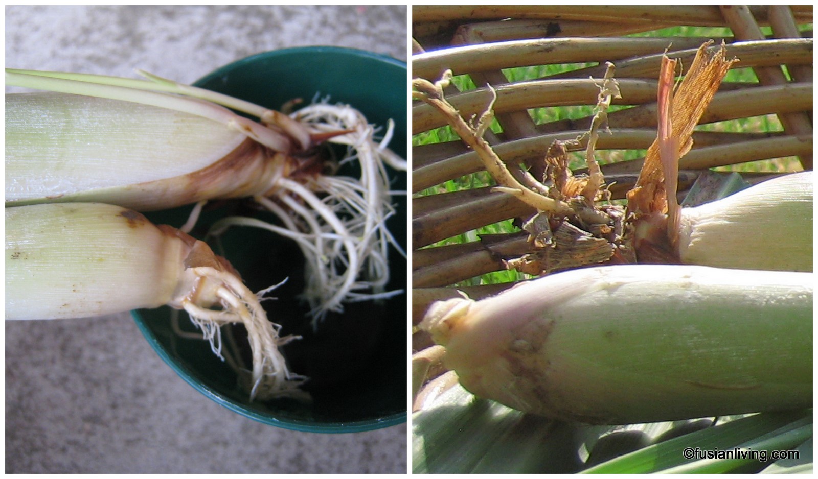 Easy Way To Propagate Lemongrass So It Grows Roots Grow Your Own Veg easy-way-to-propagate-lemongrass-so-it-grows-roots-grow-your-own-veg