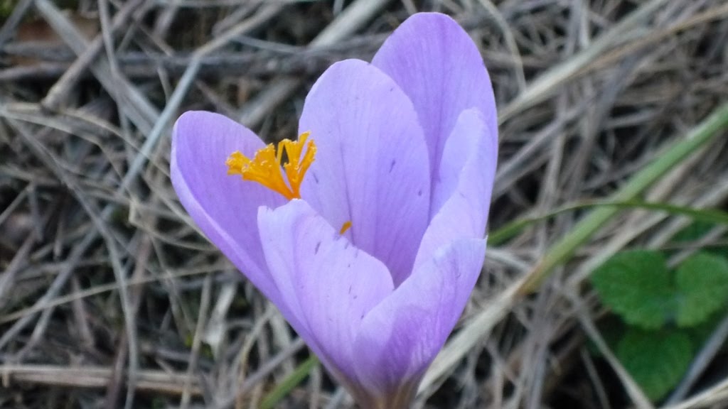 [flora+singral2.JPG]