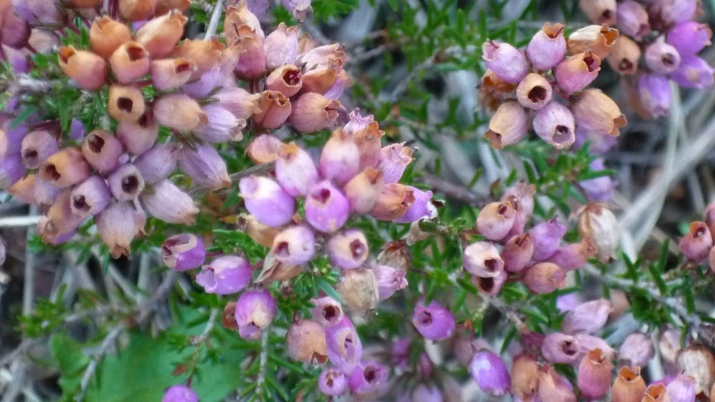 [flora+singral+3.JPG]